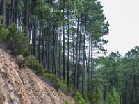 22-09 18-29-26-IMG 9472 - Pin laricio pour mat de bateau